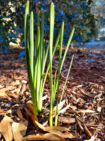 daffodils sprouting in the yard
