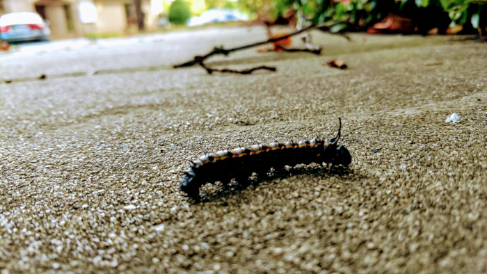 a catterpillar crawling by on its way to transform