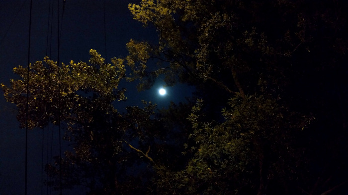 the moon got caught in a tree