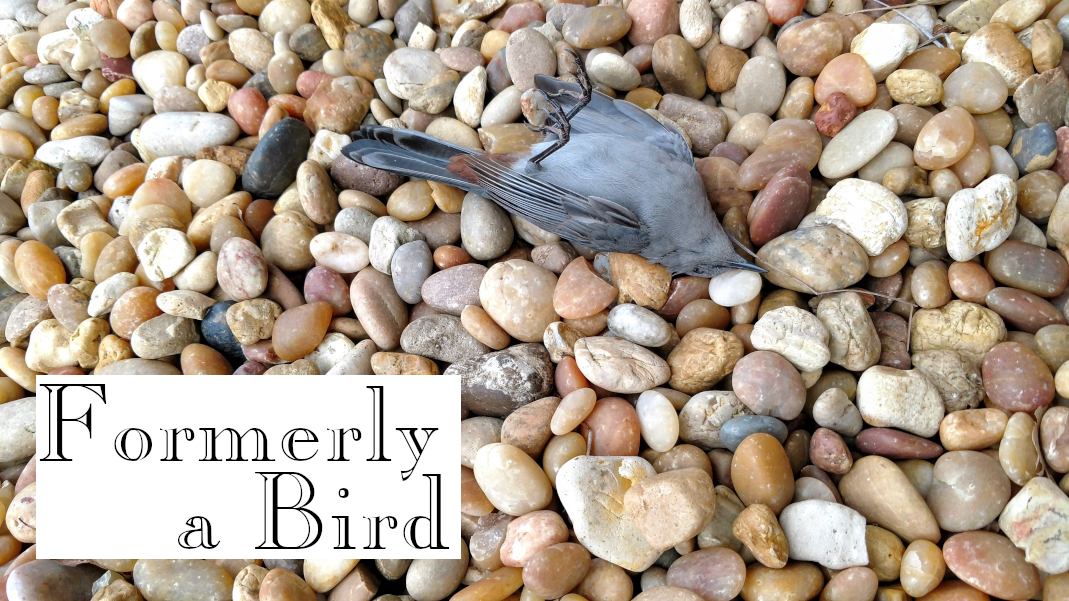 Formerly a Bird, a poem by Michael Channing