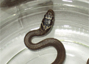 snake in a jar